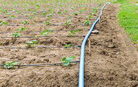 КАПКОВО НАПОЯВАНЕ