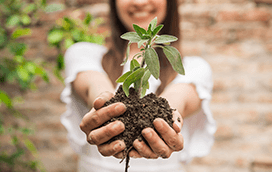 СЕМЕНА И ТОРОПОЧВЕНИ СМЕСИ СЕМЕНА И ТОРОПОЧВЕНИ СМЕСИ