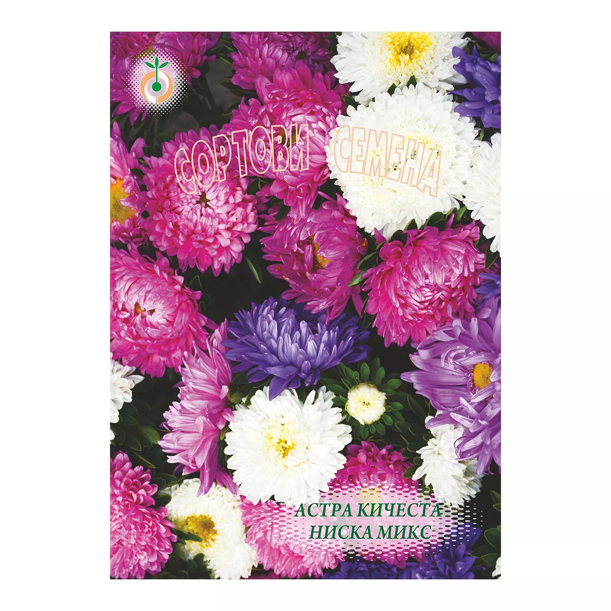 АСТРА КИЧЕСТА НИСКА 200635 - #105371 - Rumik
