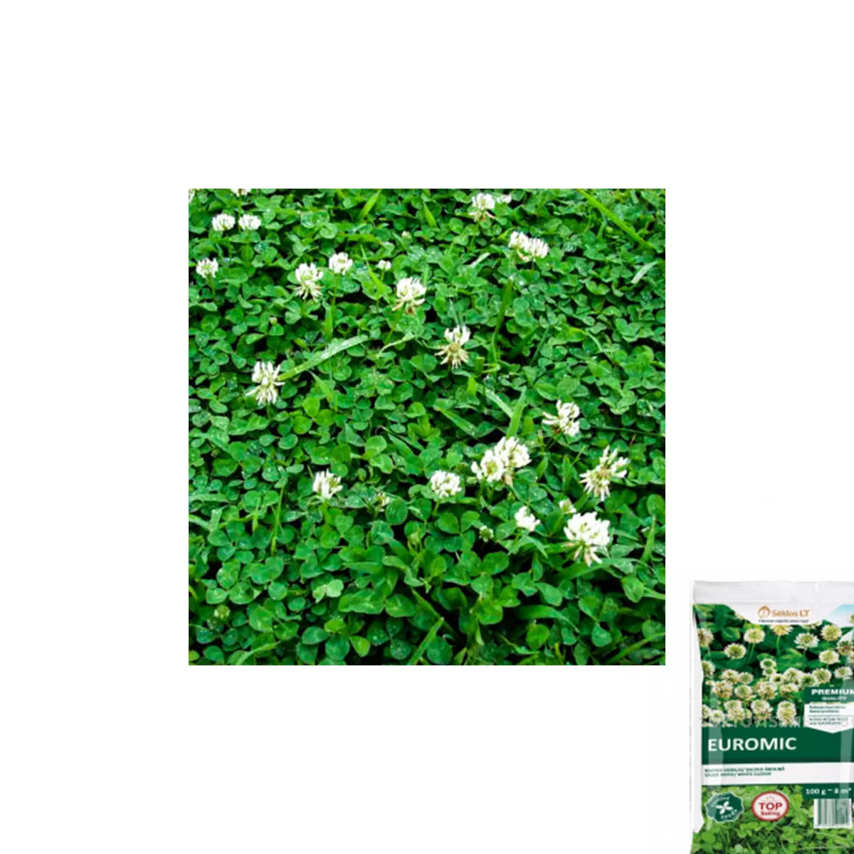 ДЕТЕЛИНА БЯЛА НИСКА - 100ГР.