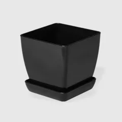 САКСИЯ ГЛАДКА ФЛОРА_1