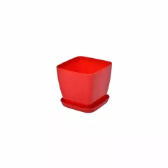 САКСИЯ ГЛАДКА ФЛОРА_7