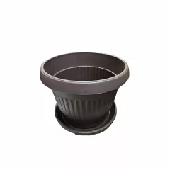 КРЪГЛА САКСИЯ РЕБРА Ф25_2