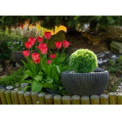 САКСИЯ БАМБУС_2