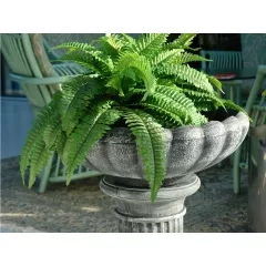 САКСИЯ МАРИЕТИЦА СРЕДНА_2