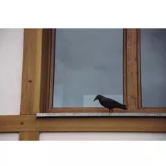 ПЛАШИЛО ГАРВАН СТОЯЩ_2