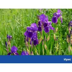 ПОДОБРИТЕЛ НА ПОЧВА - HÜNIGER, HU12372_3