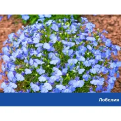 ПОДОБРИТЕЛ НА ПОЧВА - HÜNIGER, HU12372_4