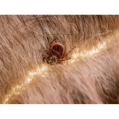 ПУДРА ПРОТИВ КЪРЛЕЖИ - HÜNIGE, HU12353R_2