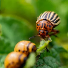 ПУДРА ПРОТИВ КОЛОРАДСКИ БРЪМБАР - HÜNIGER, HU12357_2