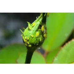 ПУДРА ПРОТИВ ЛИСТНИ ВЪЖКИ - HÜNIGER, HU12363_2