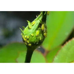 ПУДРА ПРОТИВ ВРЕДИТЕЛИ ПО КУЛТУРИТЕ - HÜNIGER, HU12354_1