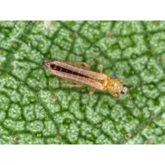 ПУДРА ПРОТИВ ВРЕДИТЕЛИ ПО КУЛТУРИТЕ - HÜNIGER, HU12354_2